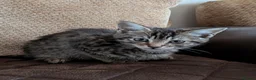 Bengal cats for sale: Playful and Friendly Bengal kittens - Advert 13