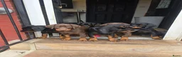 Dobermann dogs for sale: Ready to leave, 8 week old Pedigree Doberman Pup - Advert 11