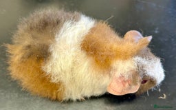 Guinea Pig rodents for sale: Teddy Guinea Pig Baby Boars - Image 10