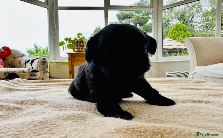 Shih Tzu dogs - Advert 5
