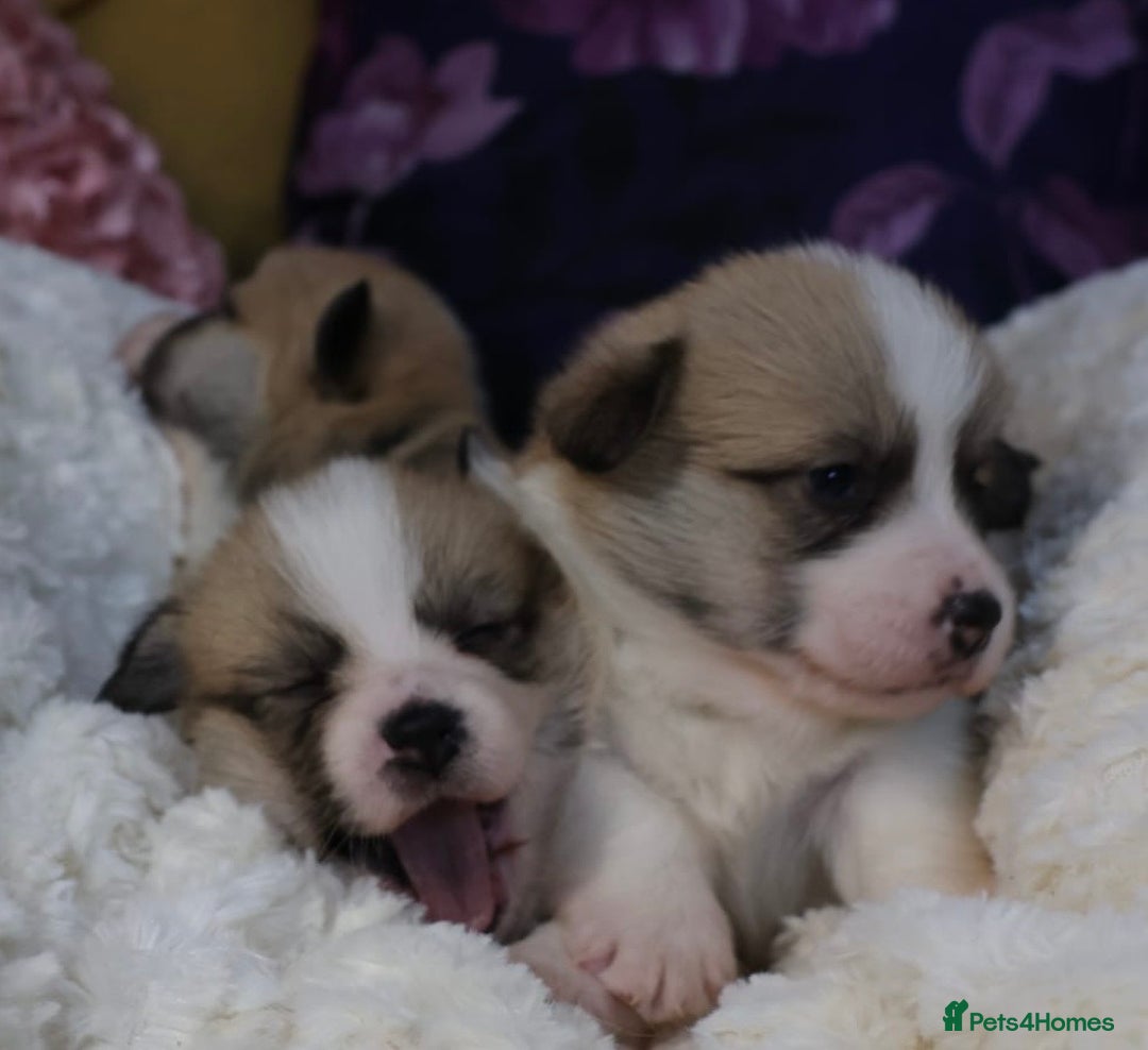 Welsh Corgi Pembroke dogs for sale: Show quality puppies - Image 15