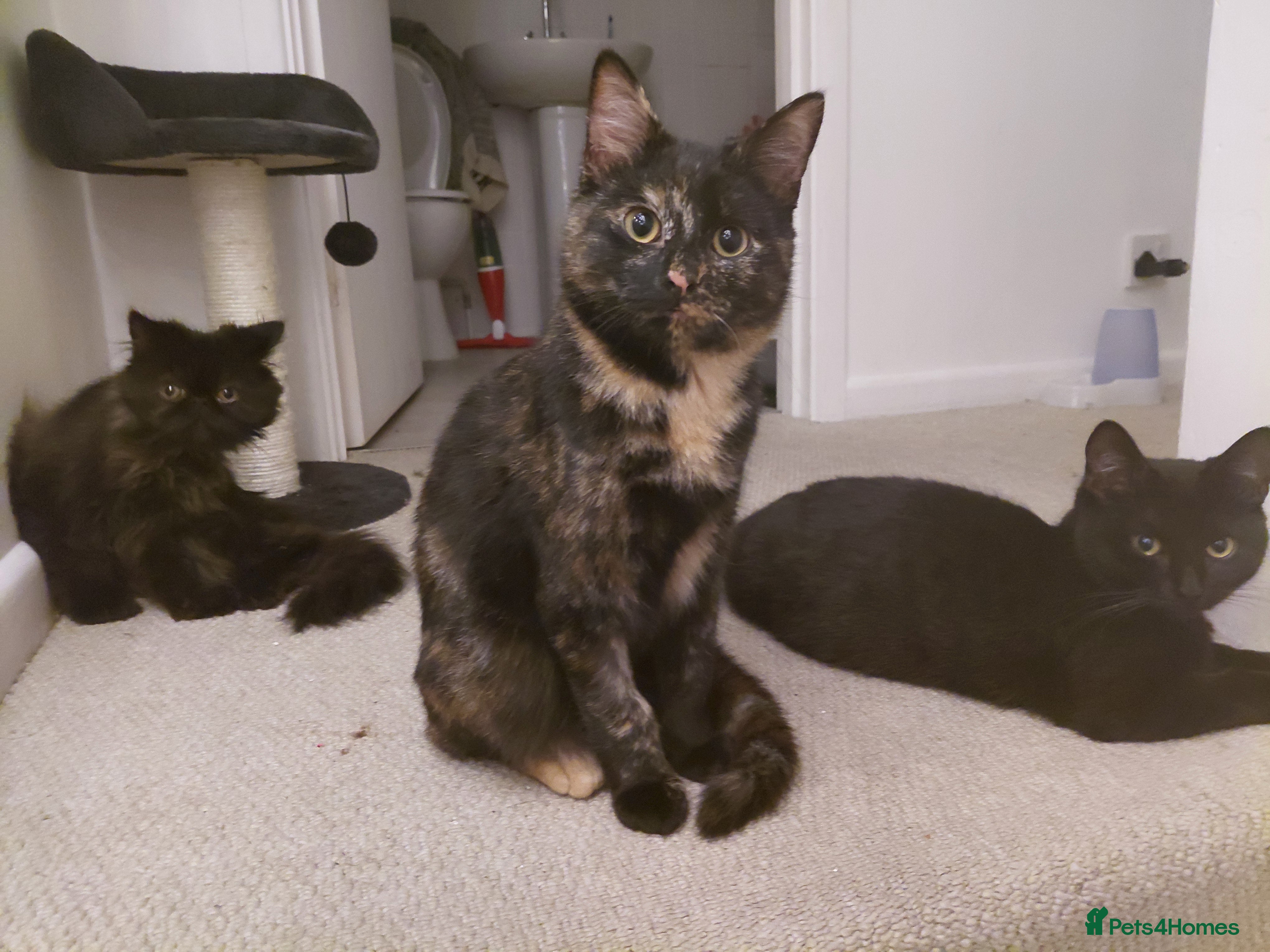 Mixed Breed cats Bonded pair of perfect girls. - Advert 10