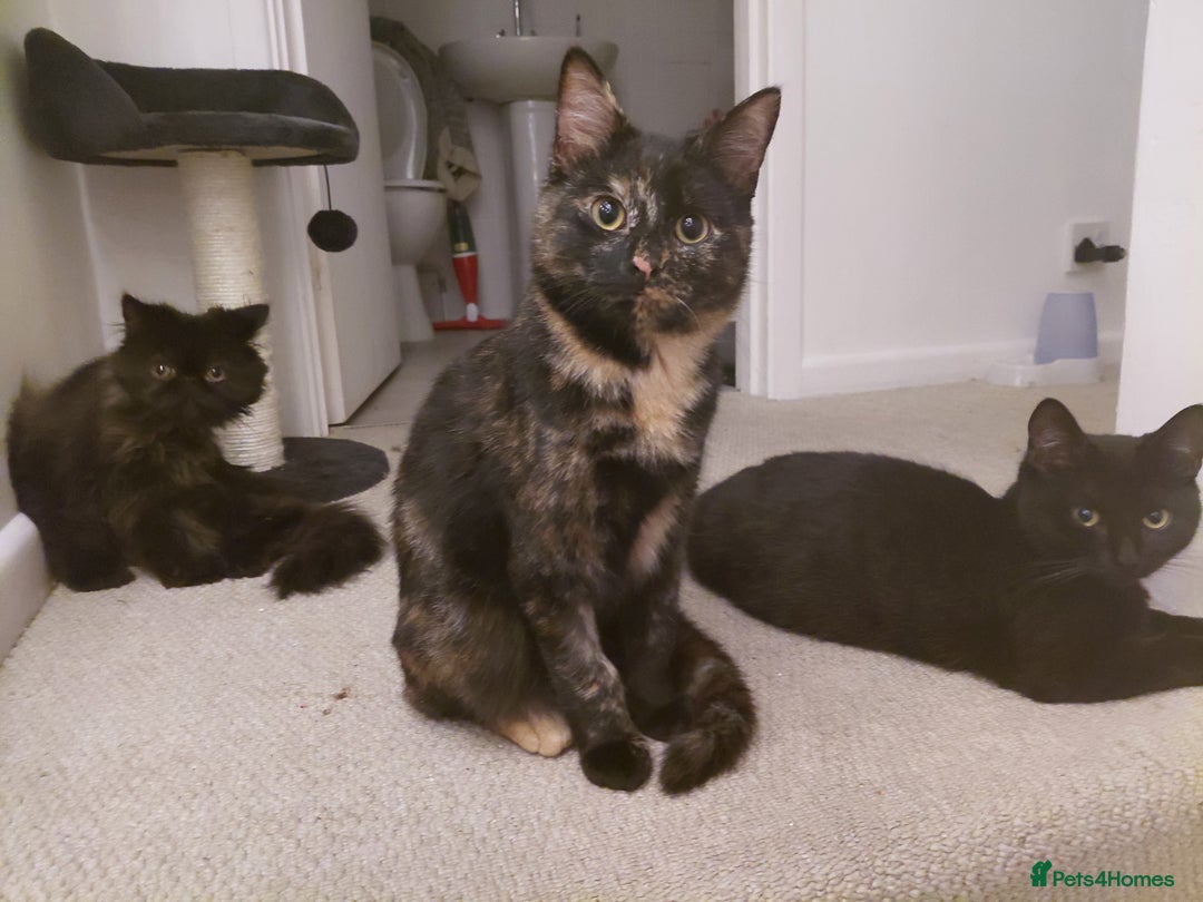 Mixed Breed cats for sale: Bonded pair of perfect girls. - Advert 1