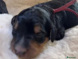 Bernedoodle dogs FI health tested Bernedoodles - Advert 6