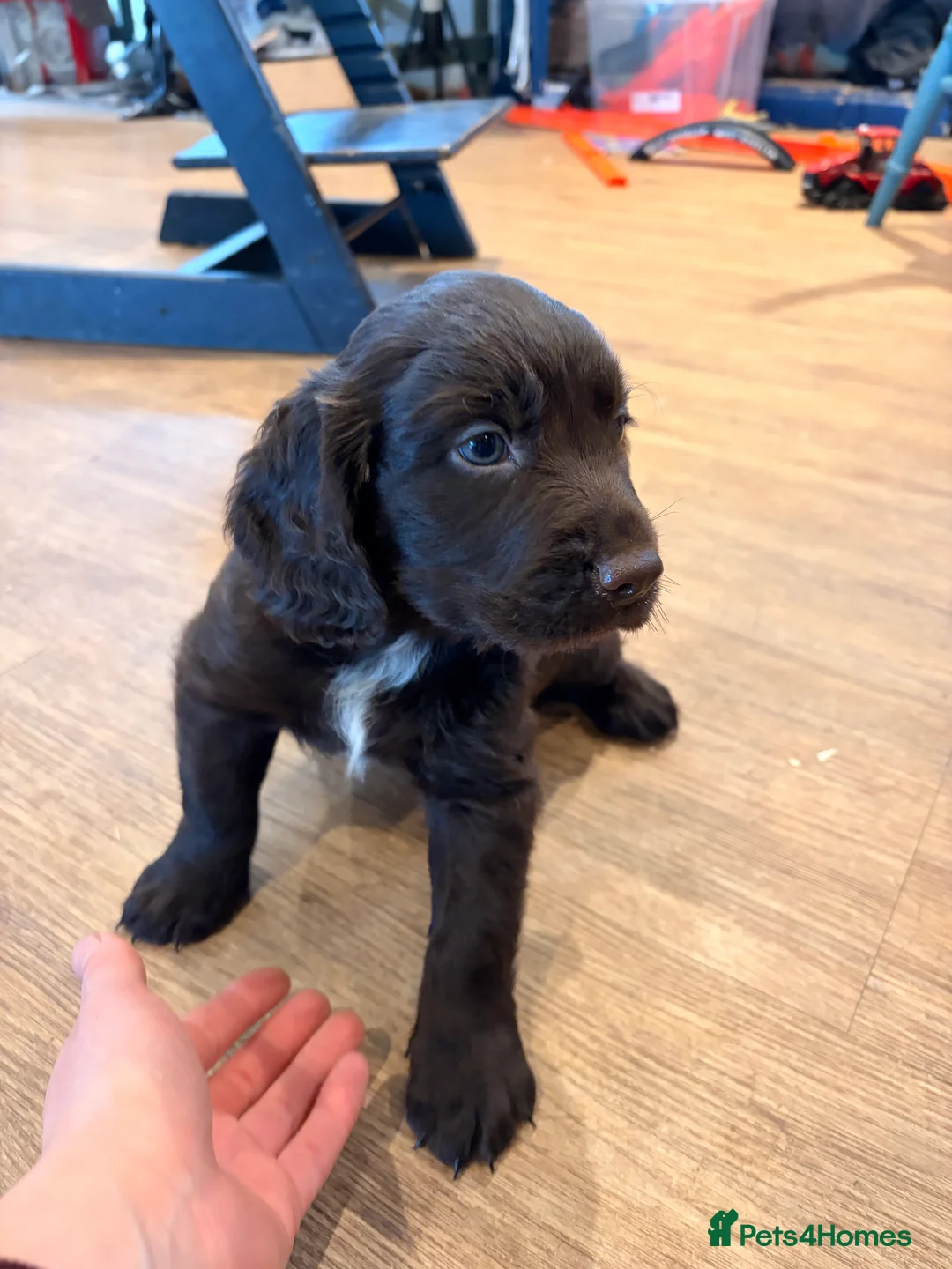 Cocker Spaniel dogs for sale: Working Coker spaniel boy  - Advert 2