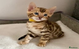 Bengal cats for sale: ⭐️ 1 LEFT!! - STUNNING TICA REG BENGAL CUBS ⭐️ - Image 12