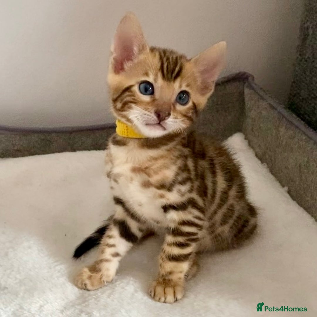 Bengal cats for sale: ⭐️ 1 LEFT!! - STUNNING TICA REG BENGAL CUBS ⭐️ - Image 12