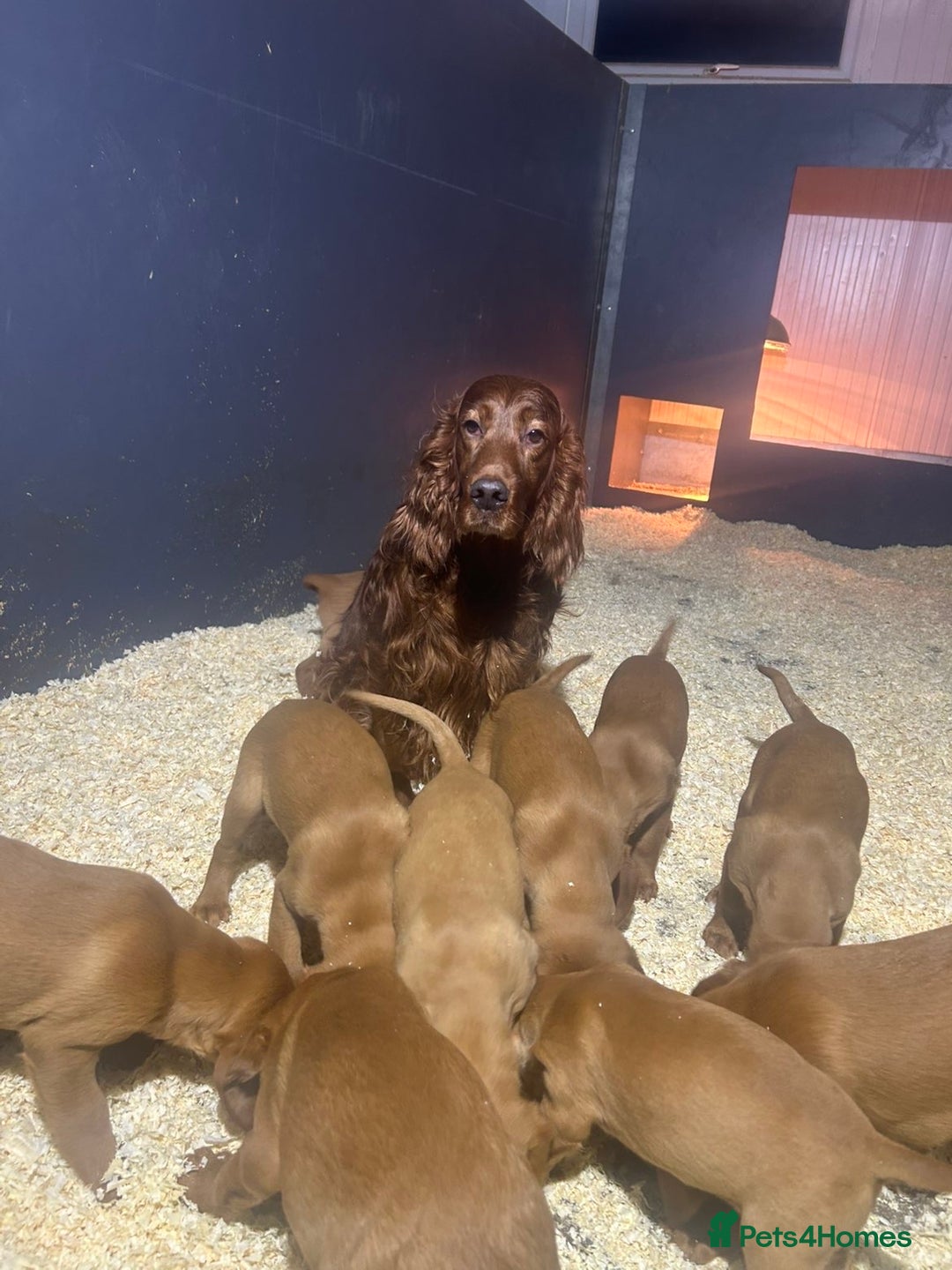 Mixed Breed dogs for sale: Outstanding settador puppies  - Advert 9