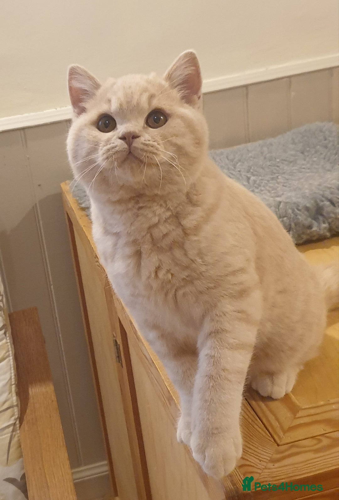 British Shorthair cats for sale: Beautiful Cream BSH Kitten (neutered) - Advert 4