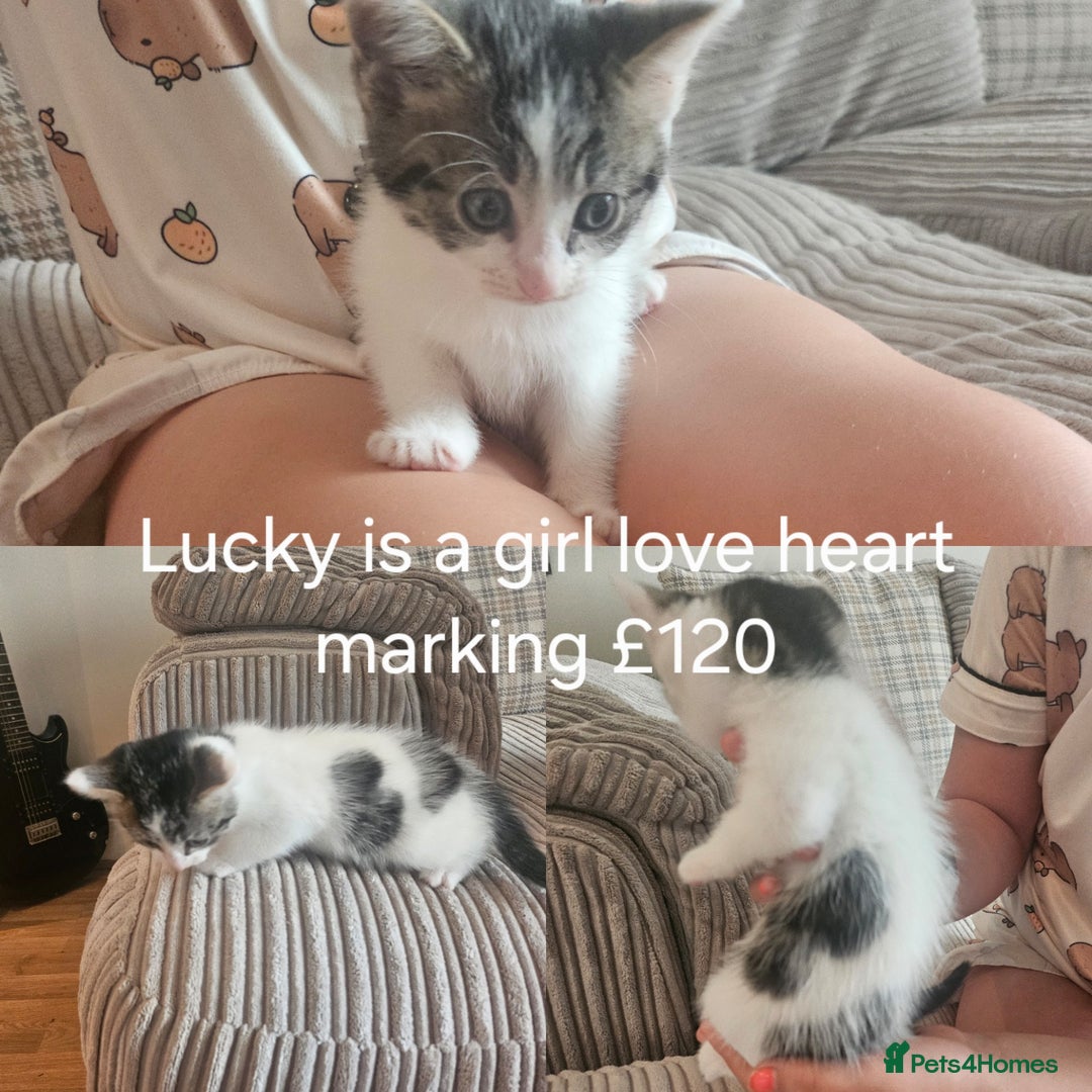 British Shorthair cats for sale: Beautiful kittens for sale  - Image 2