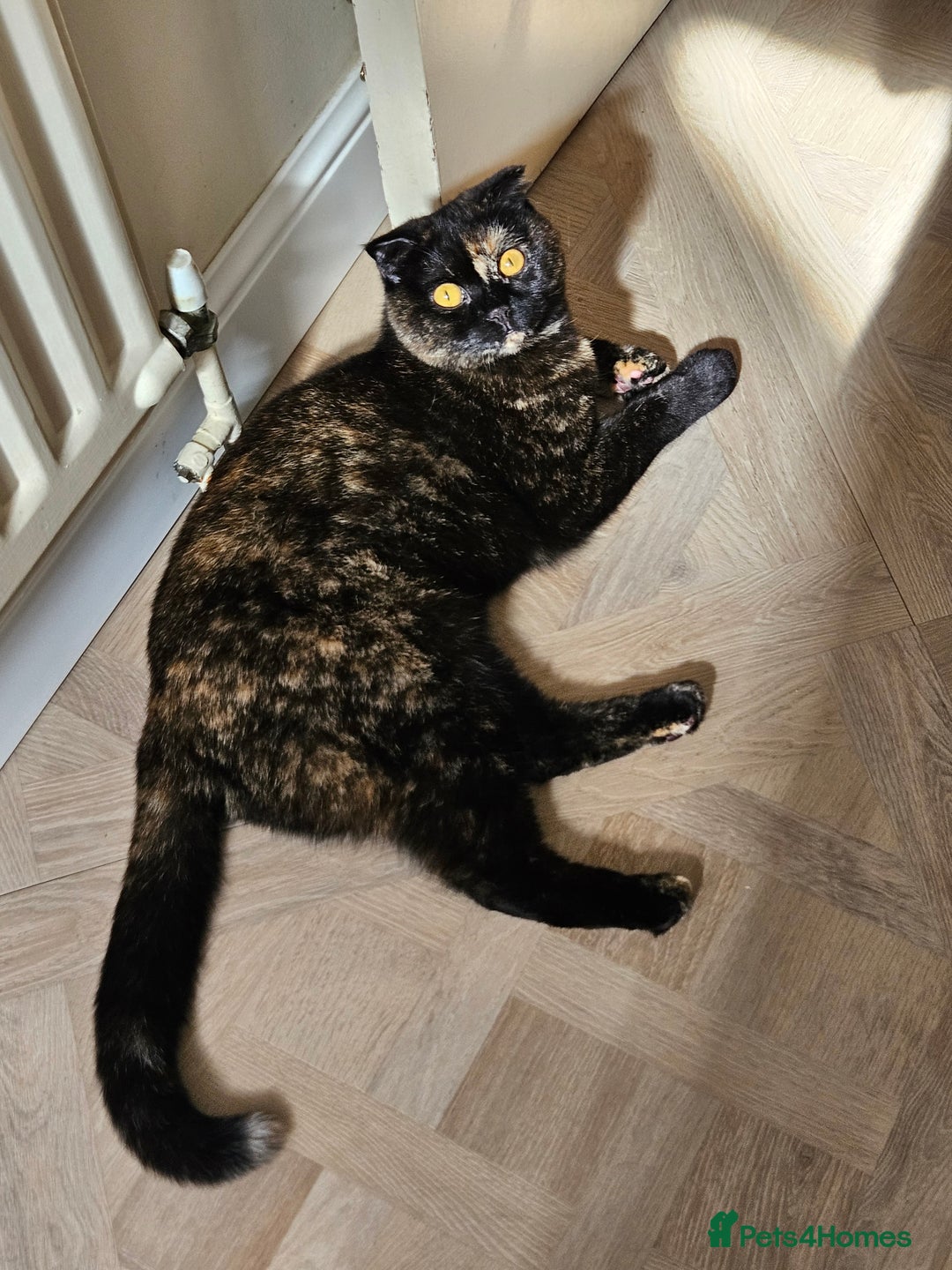 Scottish Fold cats for sale: Tortie girl, wonderful personality, 1.5years old - Advert 9