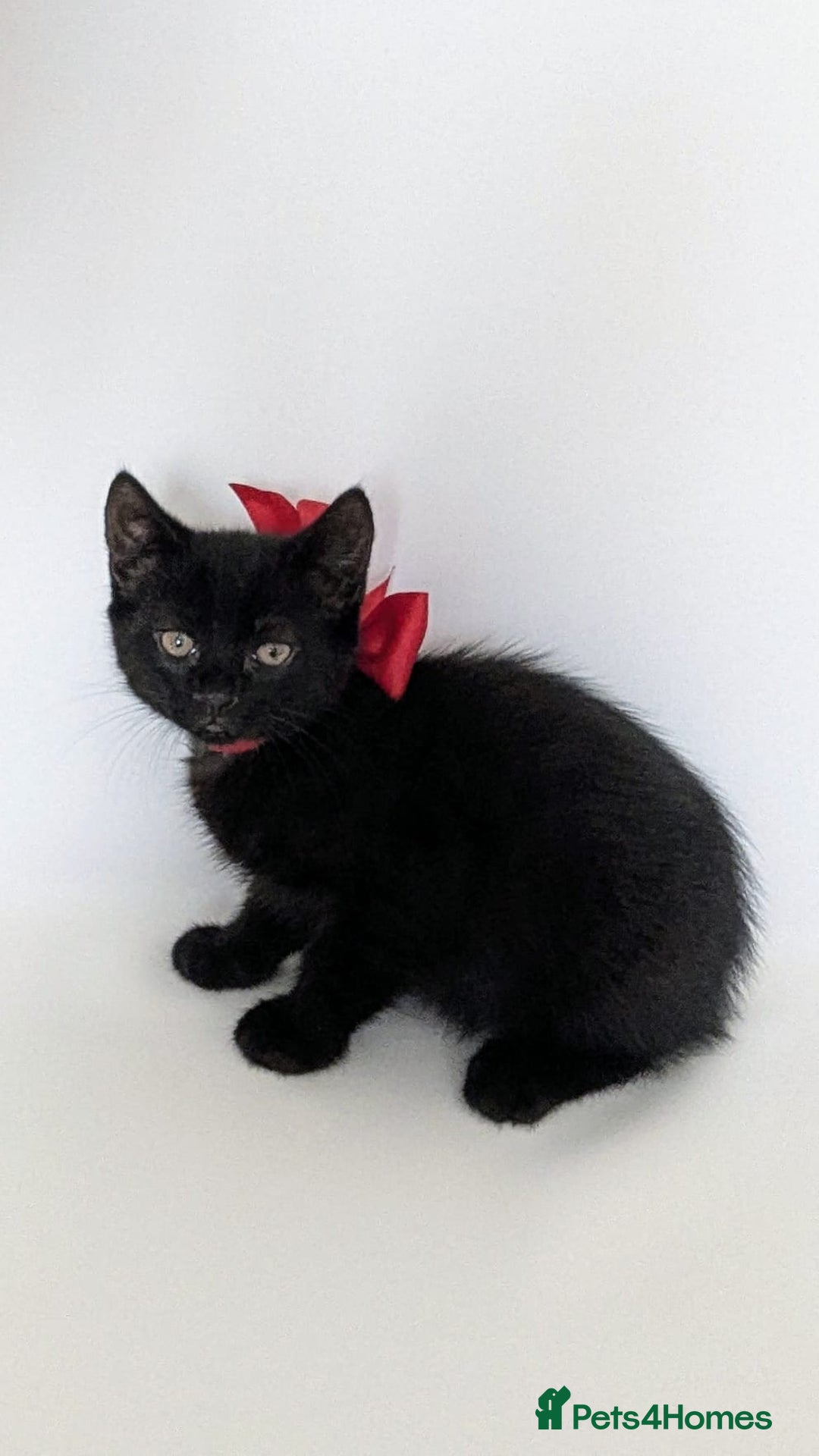 European cats for sale: Magic black kitten READY TO MOVE  - Image 7