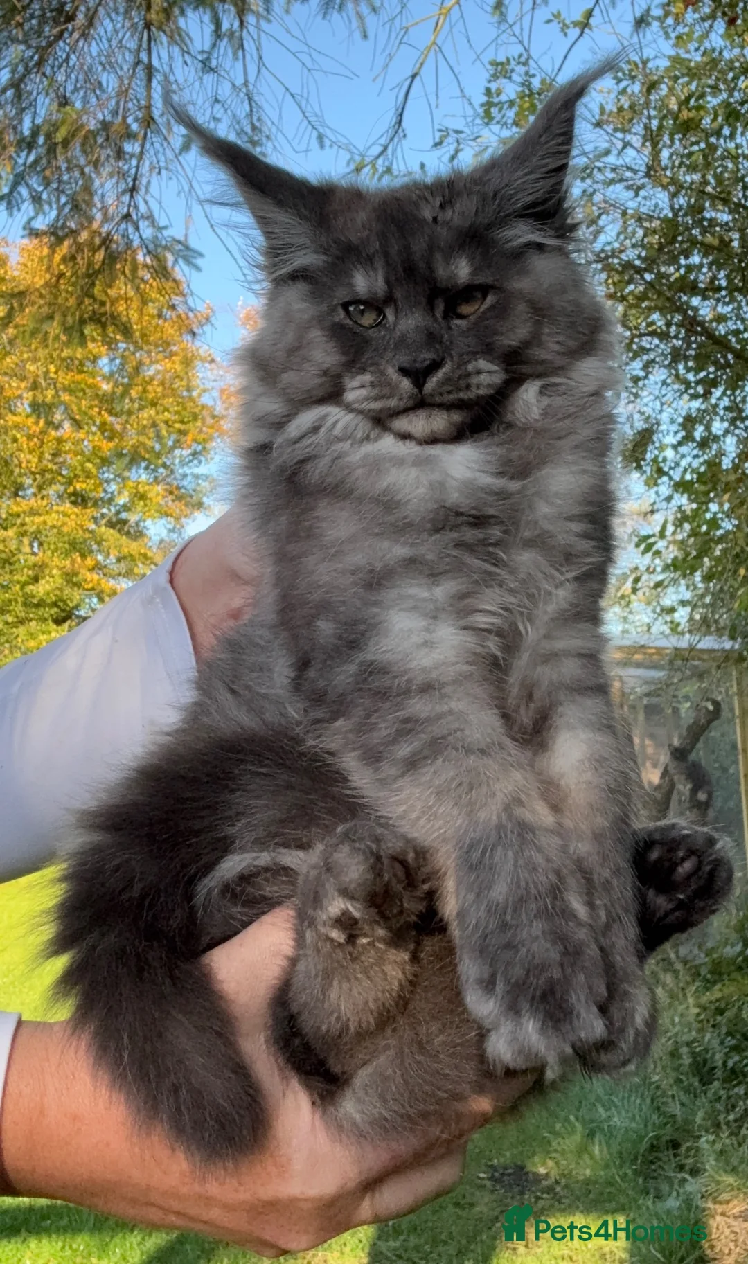 Maine Coon cats for sale: 9 STUNNING BLACK SMOKE MAINE COON CUBS  - Advert 1