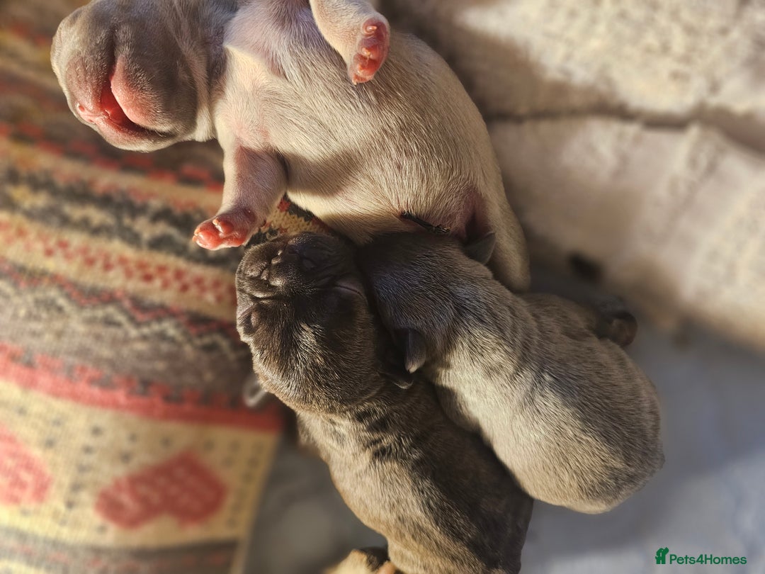 French Bulldog dogs for sale: French bulldog puppies  - Image 15