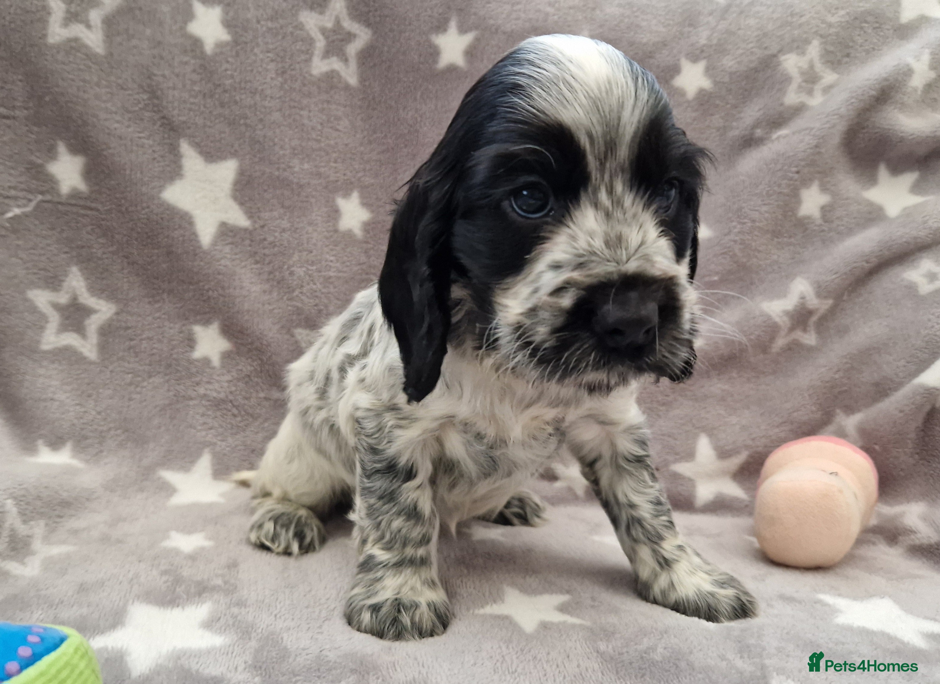 Cocker Spaniel dogs Pedigree English Cocker Spaniel Puppies for sale - Advert 5