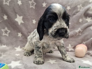 Cocker Spaniel dogs Pedigree English Cocker Spaniel Puppies for sale - Advert 5