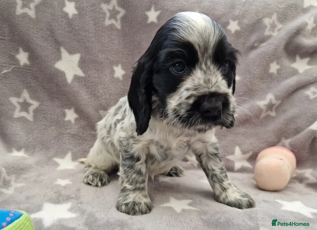 Cocker Spaniel dogs for sale: Pedigree English Cocker Spaniel Puppies for sale - Advert 5