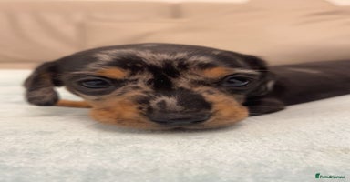 Miniature Dachshund dogs - Advert 5