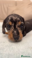 Miniature Dachshund dogs - Advert 3