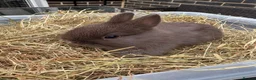 Netherland Dwarf rabbits for sale: 4 Pure Netherland dwarf babies  - Advert 7
