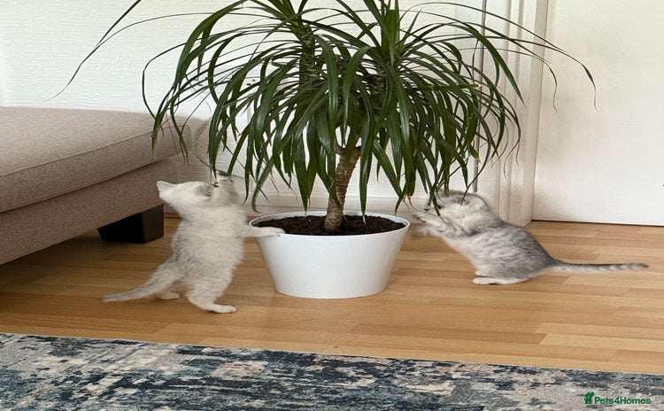 British Shorthair cats - Advert 13
