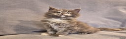 Maine Coon cats for sale: Gorgeous pedigree kittens  - Advert 3