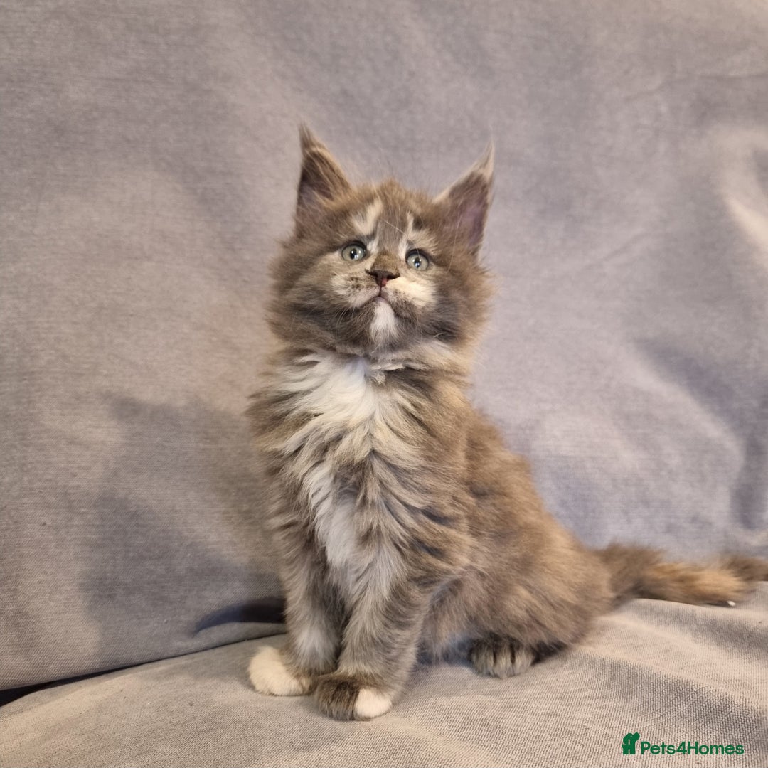 Maine Coon cats for sale: Gorgeous pedigree kittens  - Advert 3
