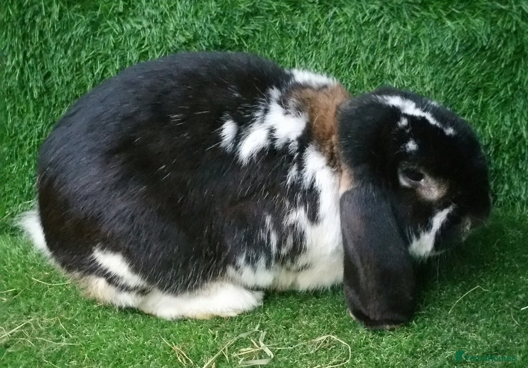 French Lop rabbits for sale: Adult Giant French Lop Buck - RETIREMENT HOME :)  - Image 2