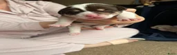 Mixed Breed dogs for sale: Beautiful Staffie cross puppies - Advert 9