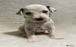 Dalmatian dogs for sale: Stunning KC dalmation puppies for sale! - Image 12