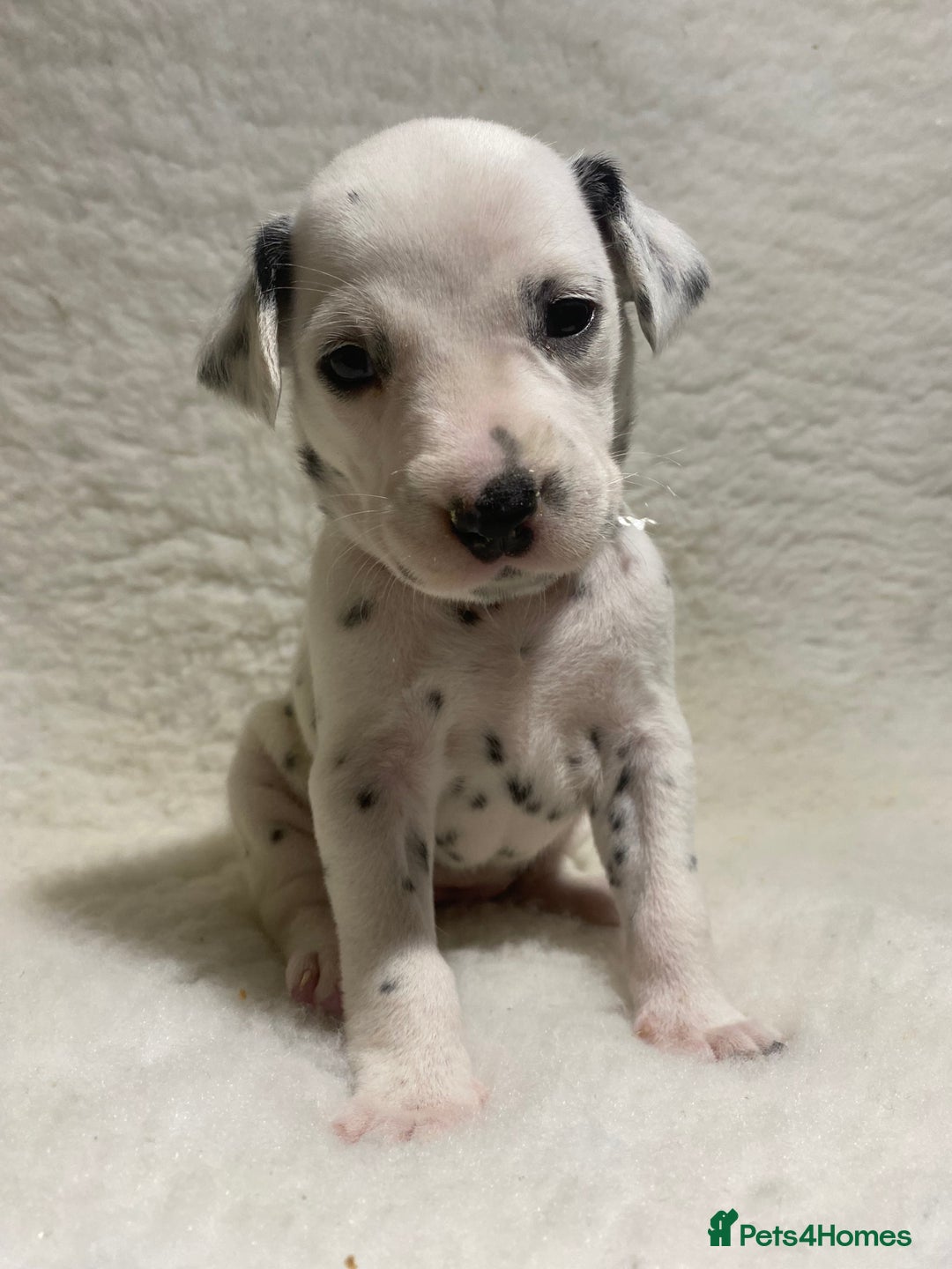 Dalmatian dogs for sale: Stunning KC dalmation puppies for sale! - Image 12