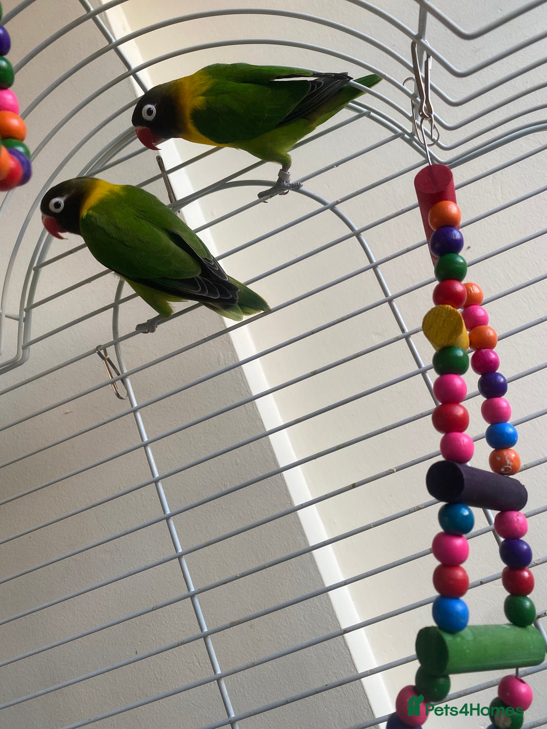 Lovebirds birds for sale: Pair of love birds and full set up - Advert 1