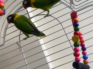 Lovebirds birds Pair of love birds and full set up - Advert 2