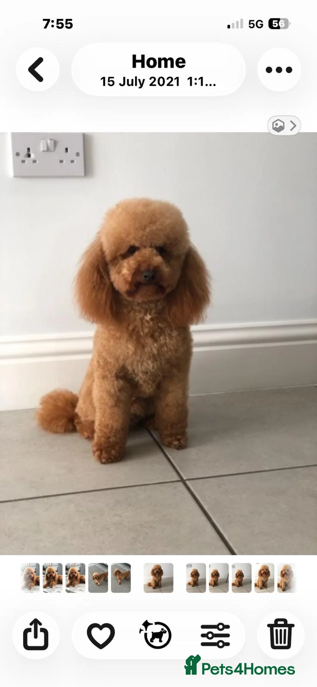 Cavapoo dogs for sale: Cavapoo babies ready to go  - Advert 6