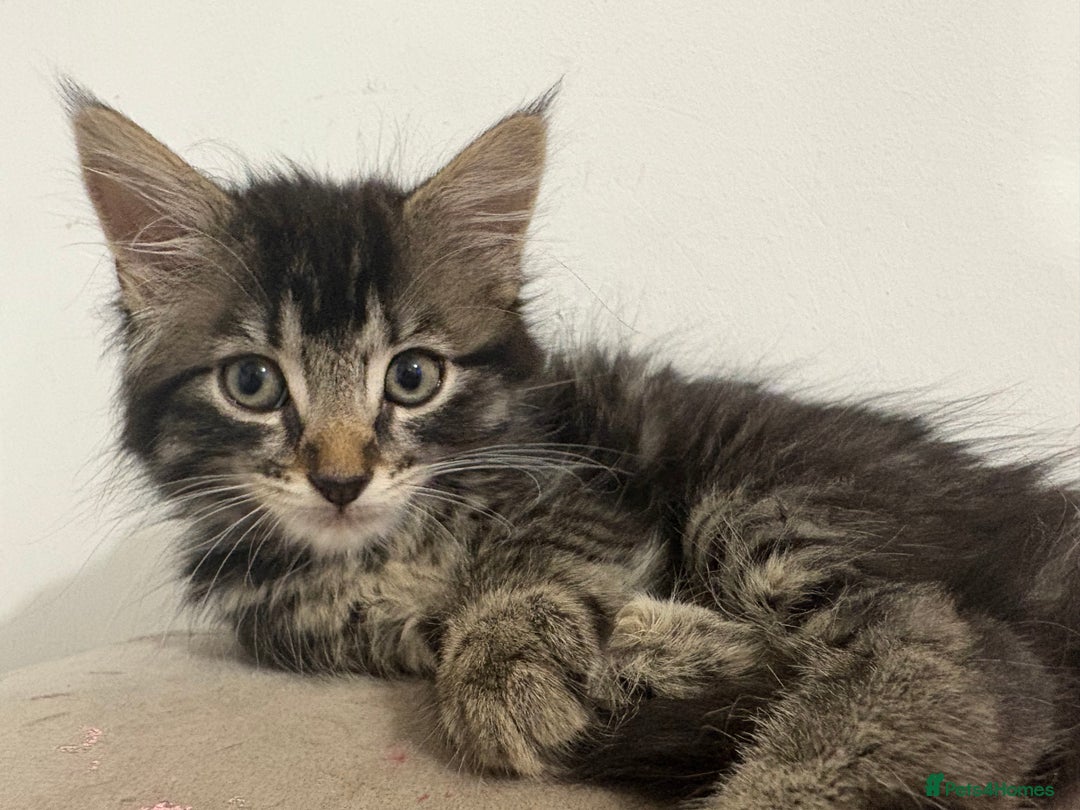 British Longhair cats for sale: Last girl remaining. Pretty long haired 7.5 weeks  - Advert 6