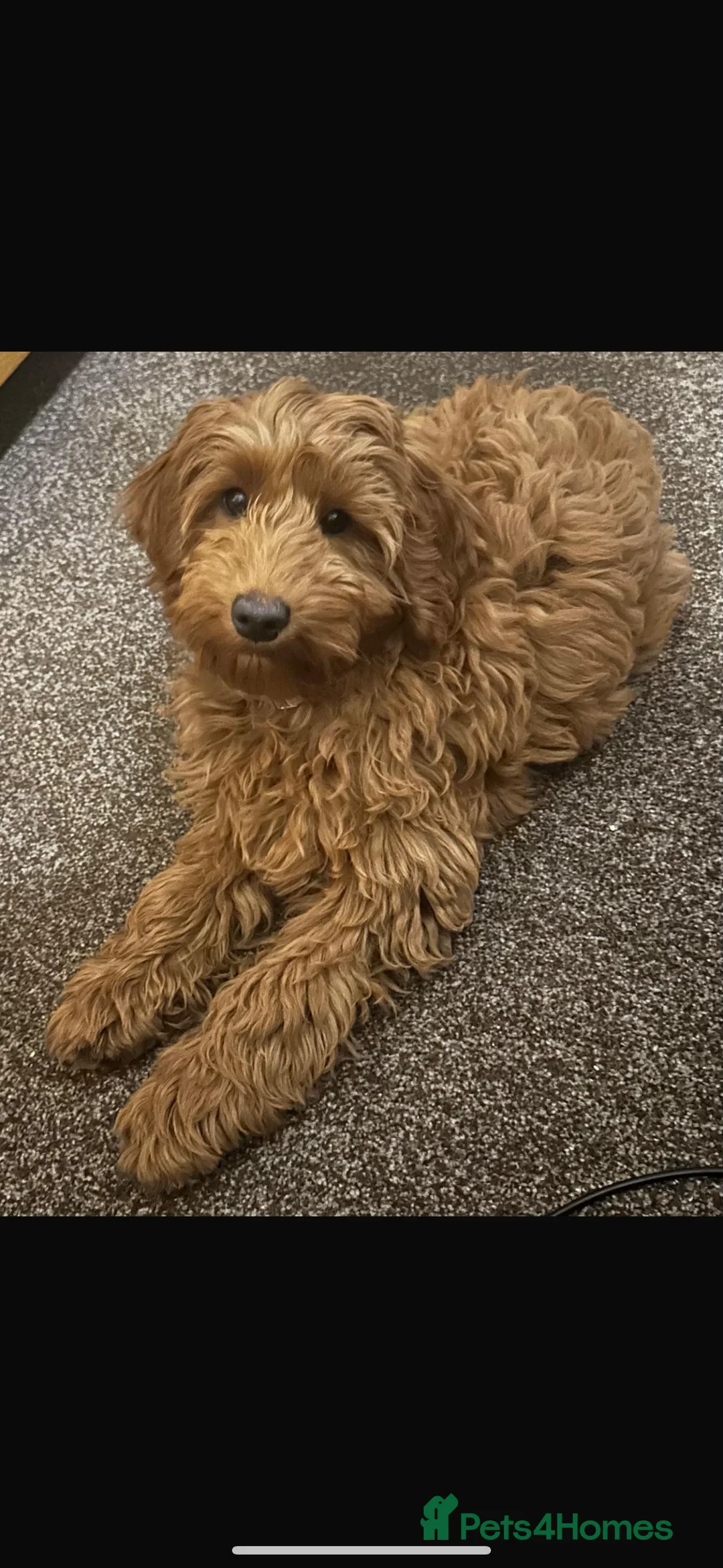 Cockapoo dogs for sale: Female Cockapoo - Advert 1