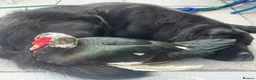 Ducks poultry for sale: Muscovy (Bruce)  in Swansea - Advert 2