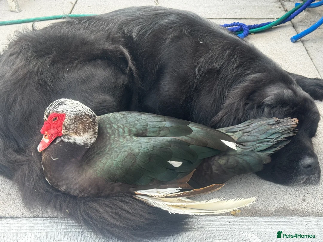 Ducks poultry for sale: Muscovy (Bruce)  in Swansea - Advert 2