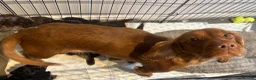 Cockapoo dogs for sale: Mixed Litter Of Cockapoo Puppies - Advert 7