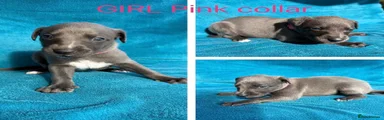 Whippet 5