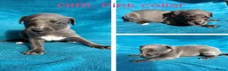 Whippet dogs for sale: KC Whippet Puppies  - Advert 9