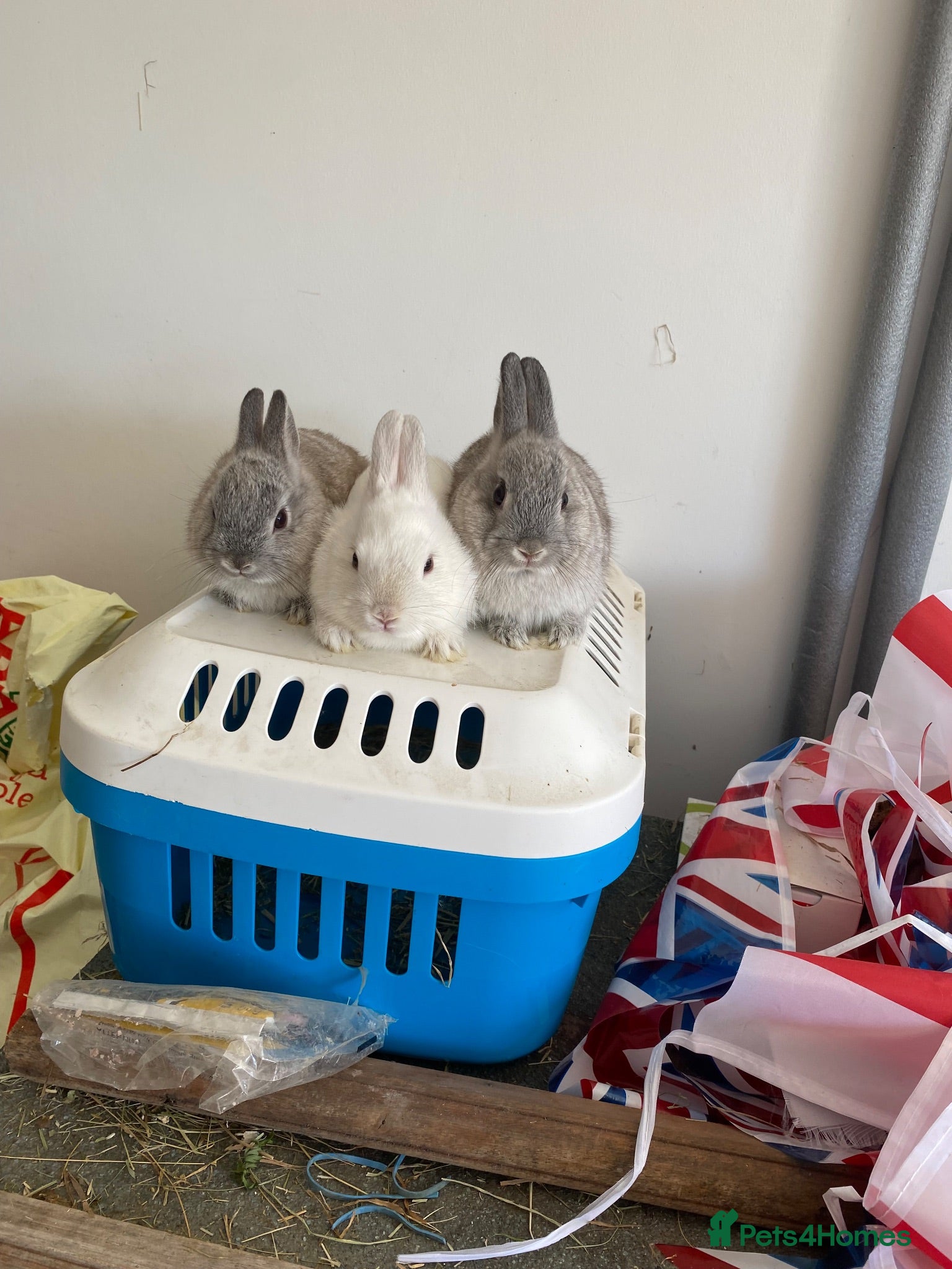 Netherland Dwarf rabbits Ready now Gorgeous Netherland Dwarf babies - Advert 1