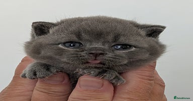 British Shorthair cats - Advert 14