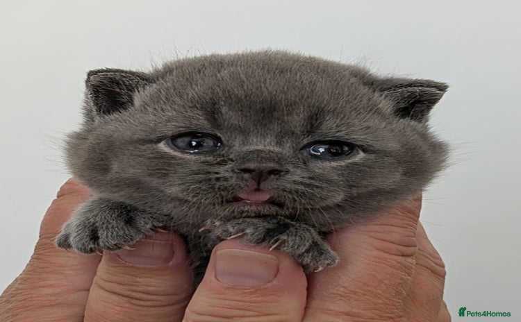 British Shorthair cats - Advert 2