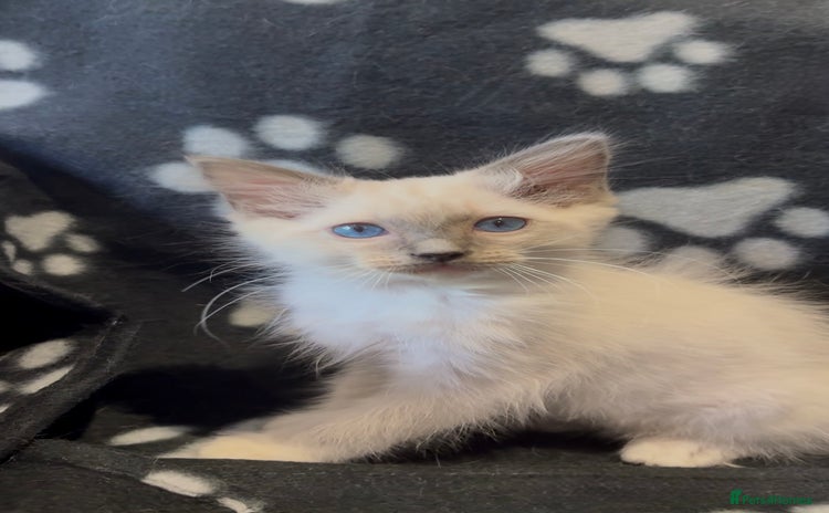 Ragdoll cats - Advert 5