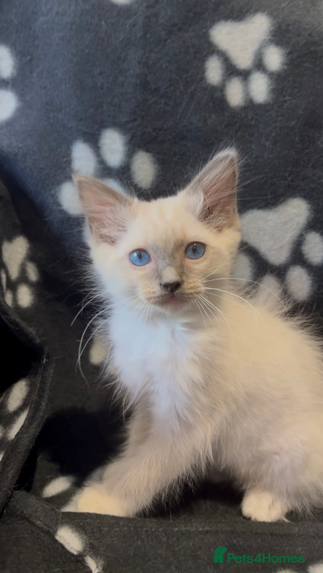 Ragdoll cats for sale: Last mitted ragdoll boy looking for forever home  - Image 1