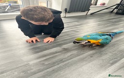 Macaws birds for sale: 6yr old Blue/Gold Wing Macaw  - Image 23