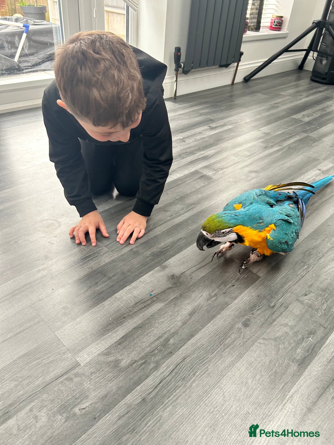 Macaws birds for sale: 6yr old Blue/Gold Wing Macaw  - Image 23