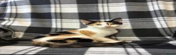 Mixed Breed cats for sale: 5 Gorgeous Kittens - Advert 19