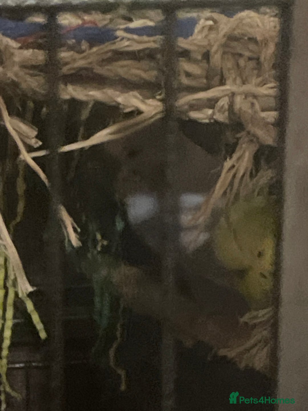 Budgerigars birds for sale: 4 budgies and extra large cage  - Image 5